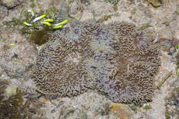 Image of Gigantic sea anemone