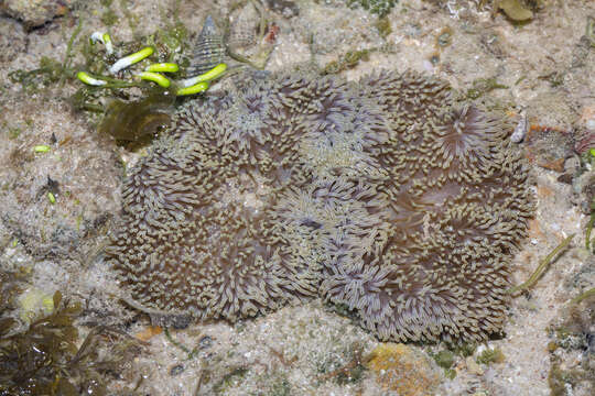 Image of Gigantic sea anemone