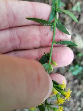 Imagem de Solidago hispida var. hispida