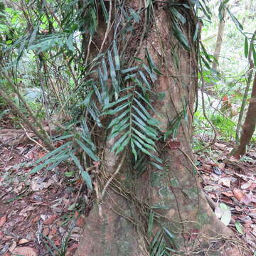 Image of Pothos longipes Schott