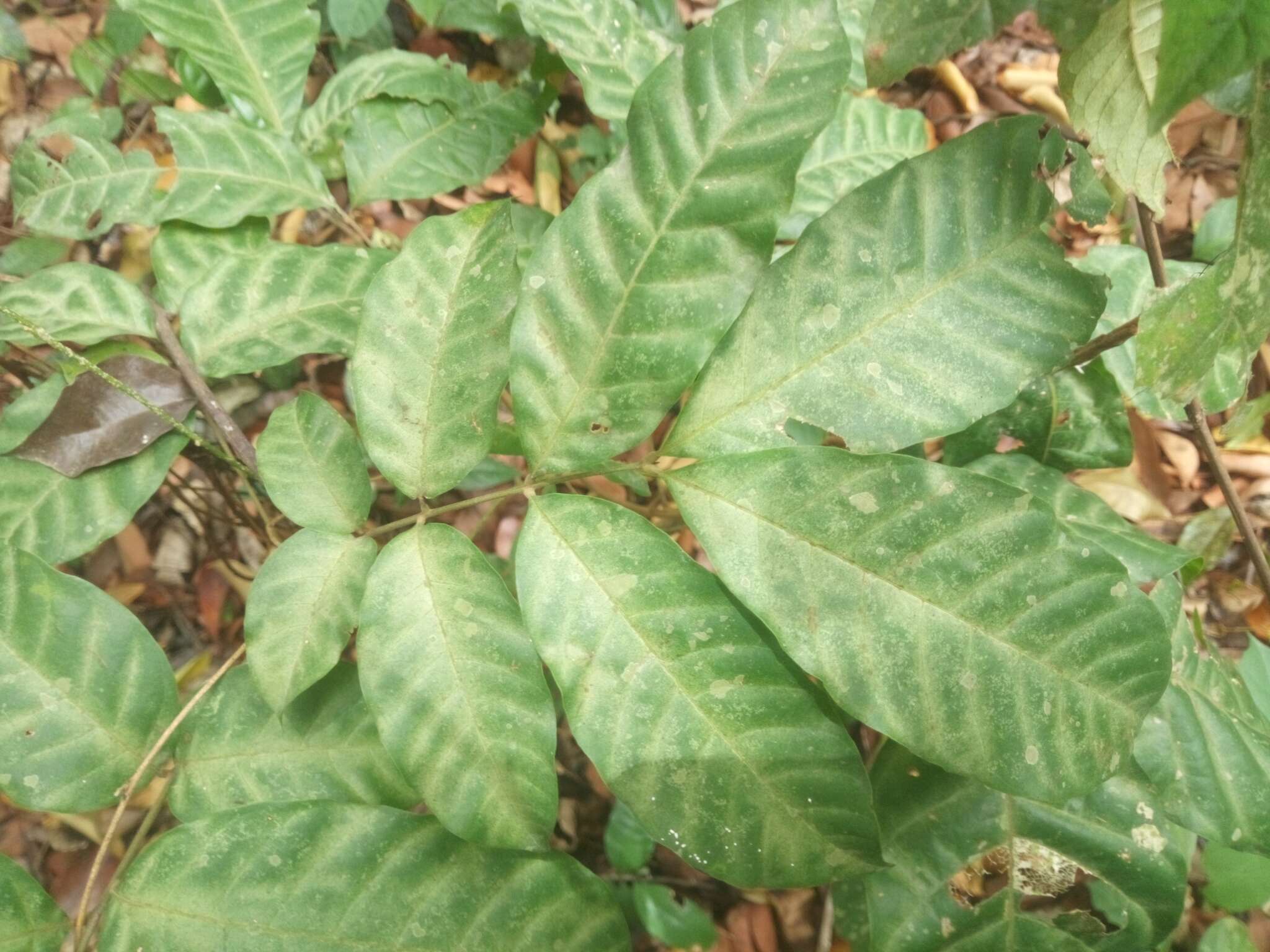 Image de Lecaniodiscus cupanioides Planch.