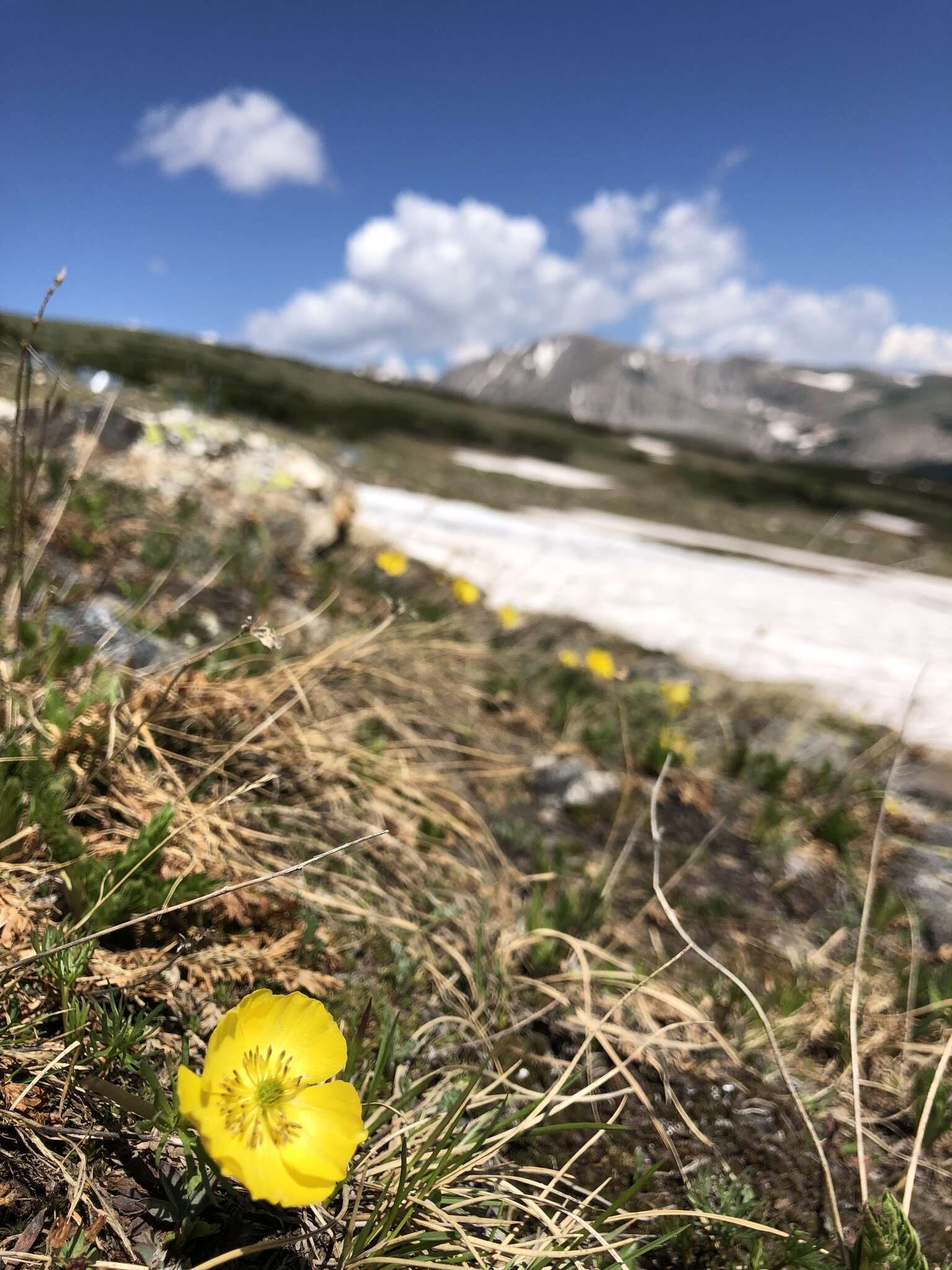 Imagem de Ranunculus adoneus A. Gray