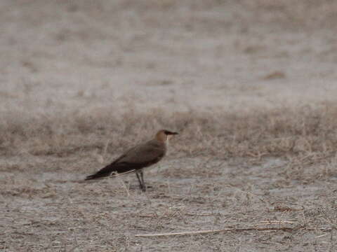 Image of Black-winged Pratincole