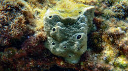 Image of stinker sponge