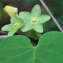 Image of Alabama milkvine