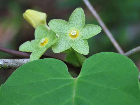 Image of Alabama milkvine