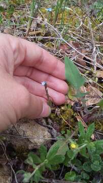 Слика од Myosotis incrassata Guss.