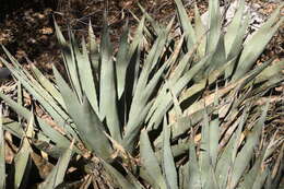 Image de Agave gracilipes Trel.