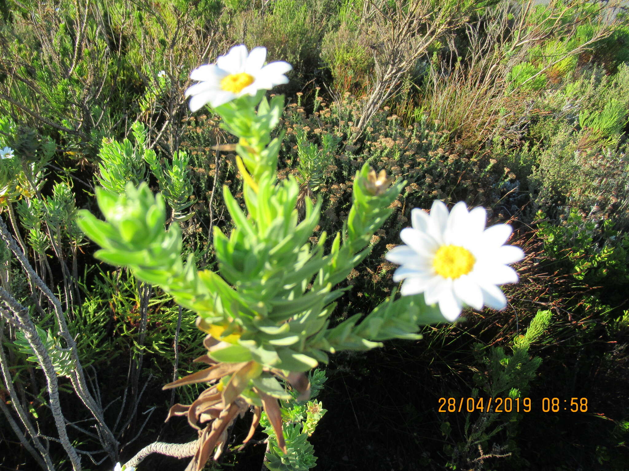 Imagem de Osmitopsis asteriscoides (L.) C. F. Less.