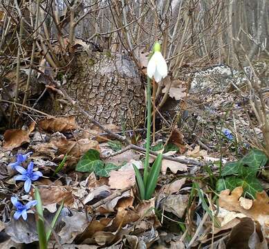 Image of Galanthus plicatus M. Bieb.