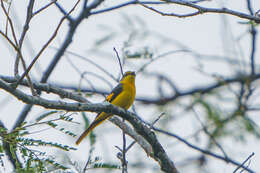 Pericrocotus brevirostris (Vigors 1831) resmi