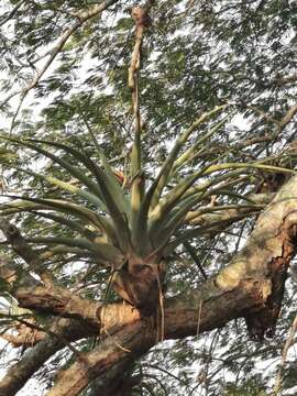 Tillandsia cucaensis Wittm.的圖片