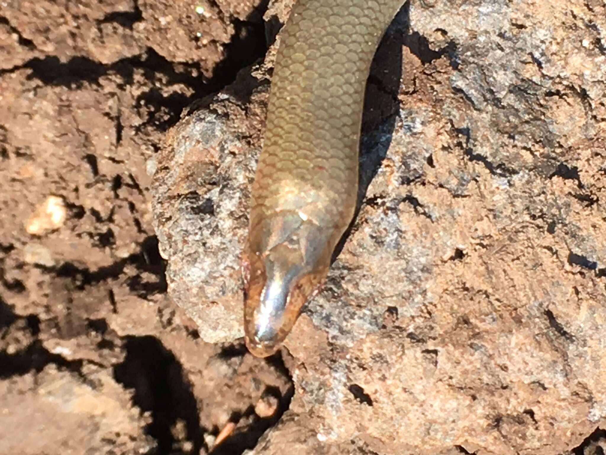 Image of Günther's Cylindrical Skink