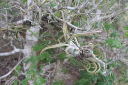 Imagem de Tillandsia paucifolia Baker