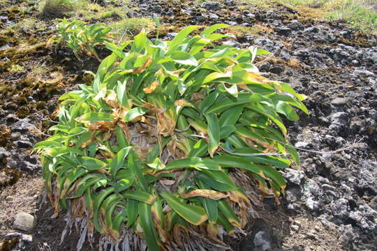 Image of Arthropodium cirratum (G. Forst.) R. Br.