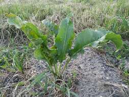 Image of Rumex patientia subsp. orientalis Danser