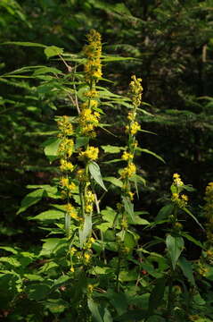 Image of largeleaf goldenrod