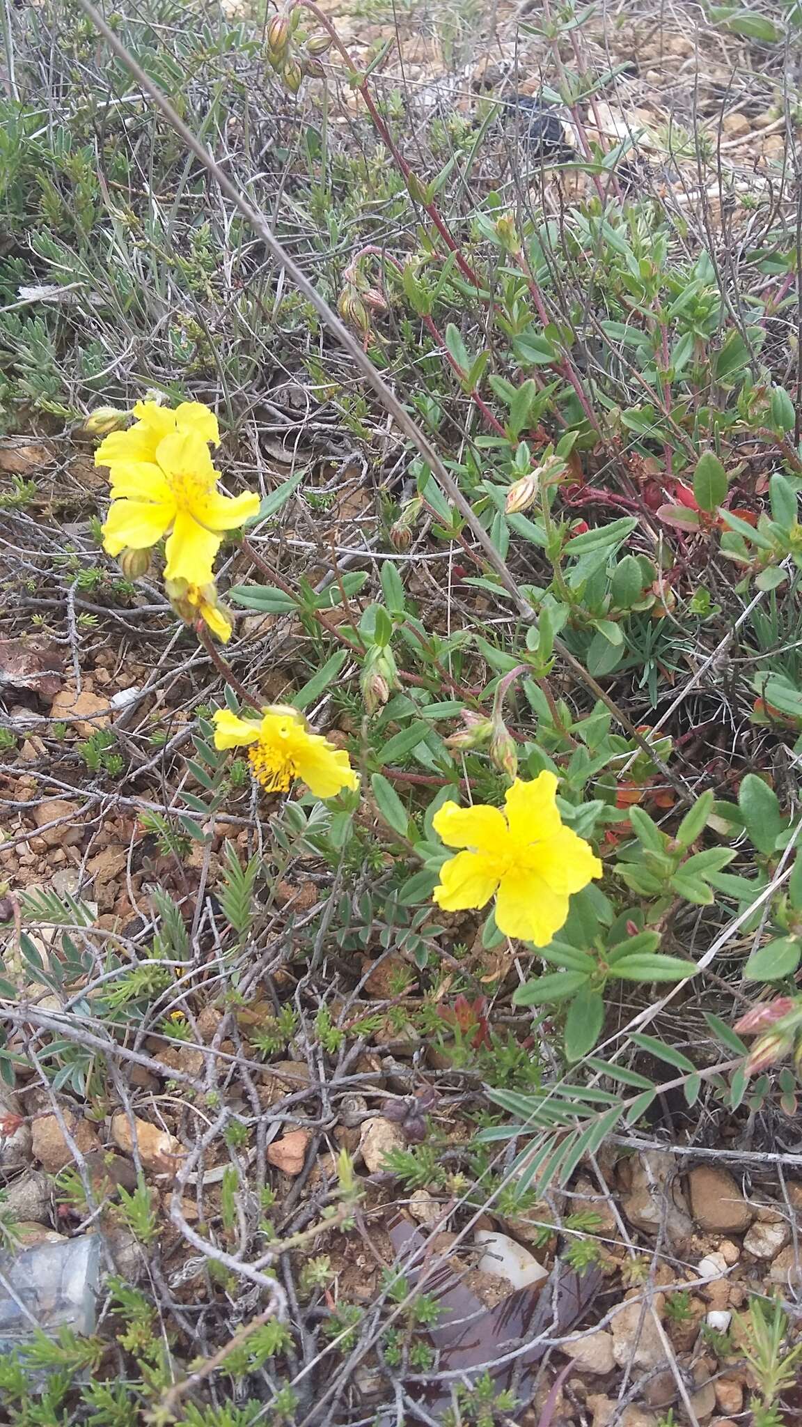 Imagem de Helianthemum nummularium subsp. grandiflorum (Scop.) Schinz & Thell.