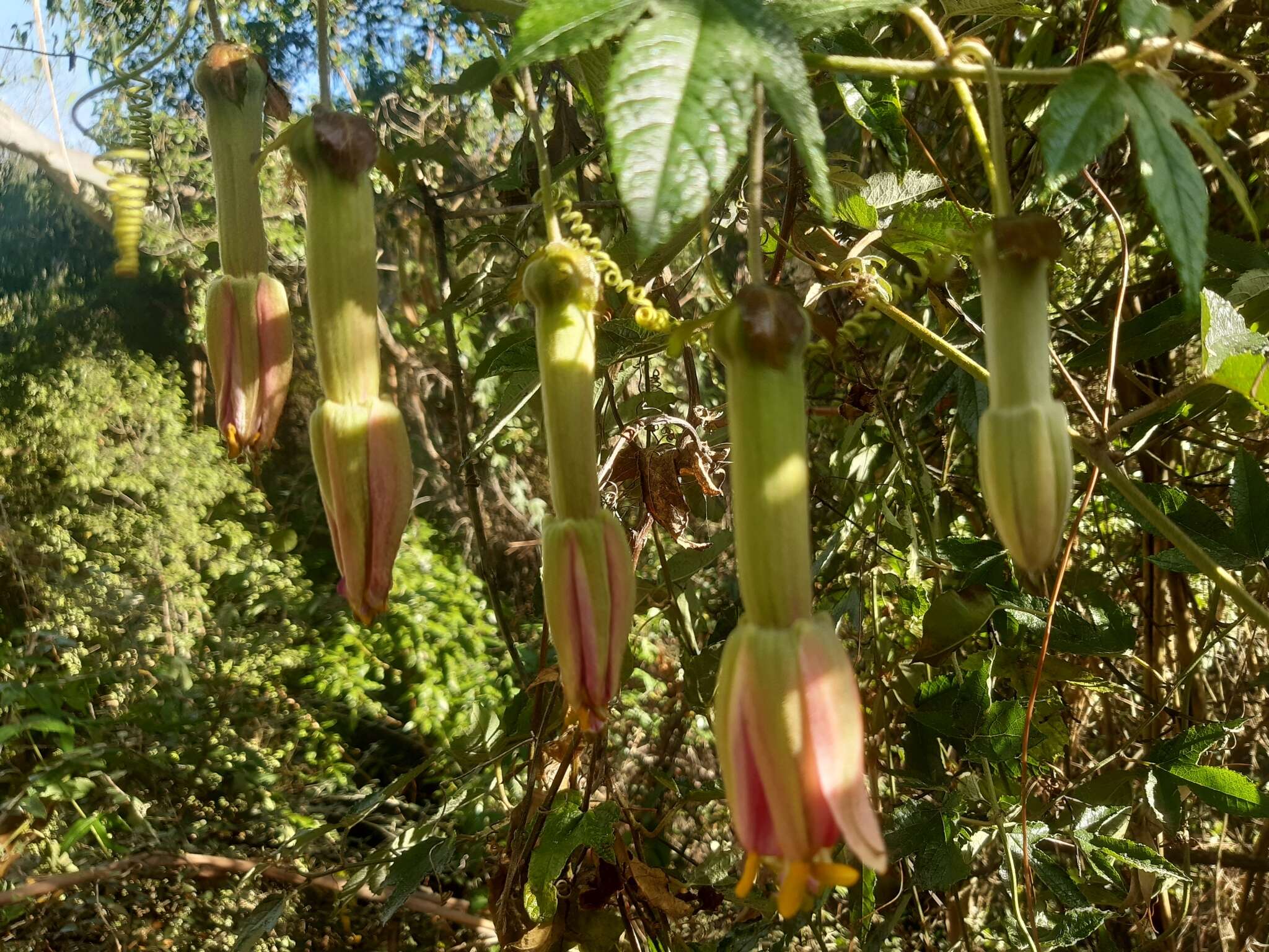 Image of Passiflora pinnatistipula Cav.