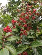 Image of Reddish viburnum