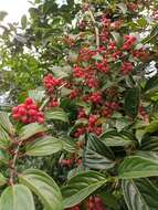 Image of Viburnum erubescens Wall.