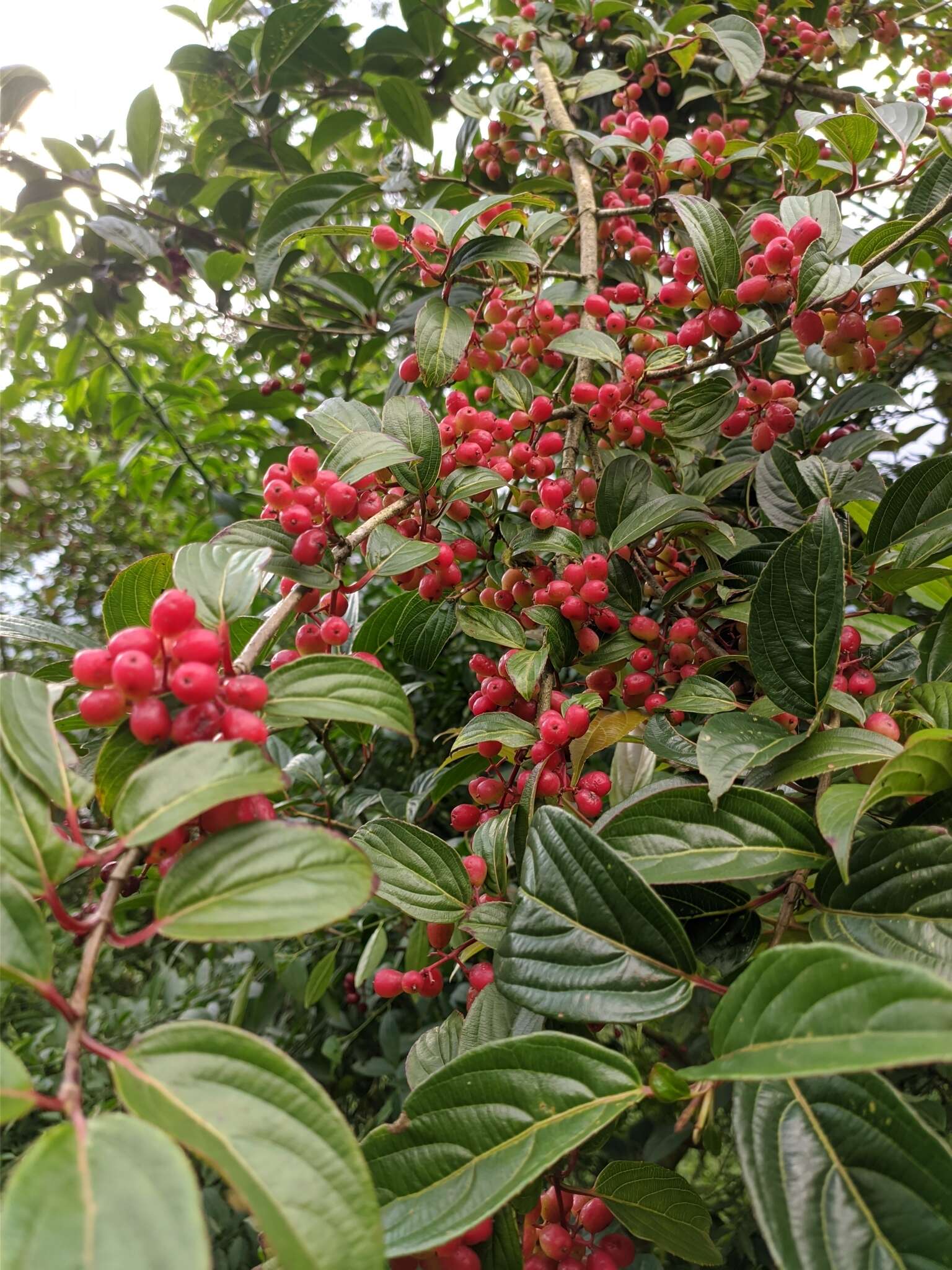 Image of Viburnum erubescens Wall.