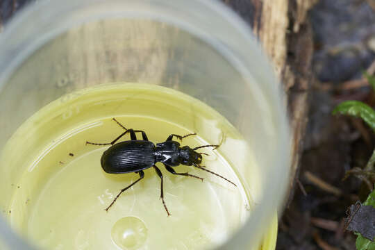 Image of Pterostichus (Pterostichus) fasciatopunctatus (Creutzer 1799)