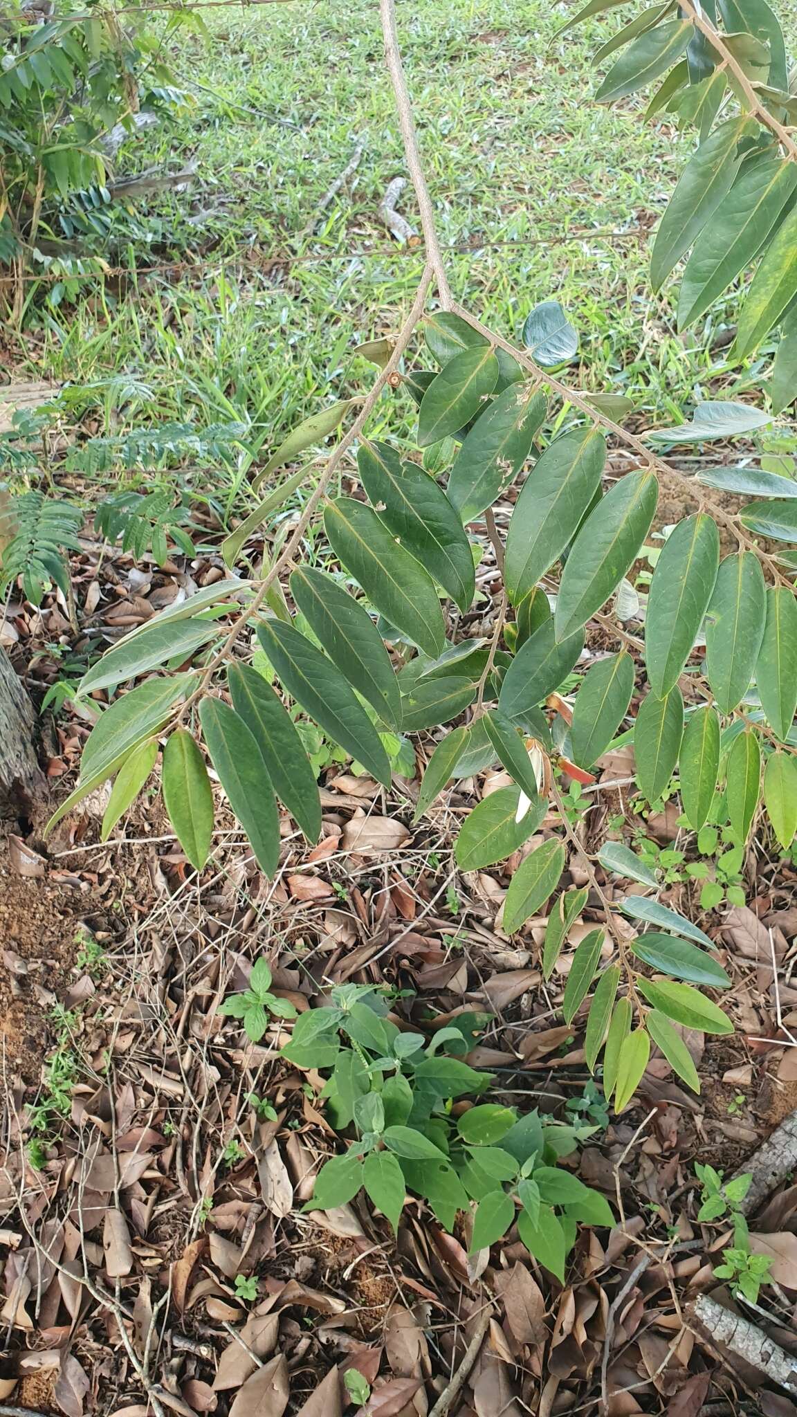 Image of Xylopia aromatica (Lam.) Mart.