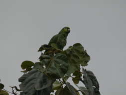 Image of Yellow-crowned Parrot, Yellow-crowned Amazon