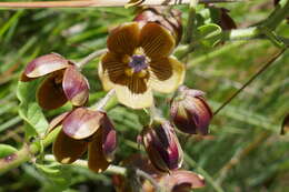 Image de Schizoglossum hamatum E. Mey.