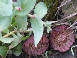 Image de Protea amplexicaulis (Salisb.) R. Br.