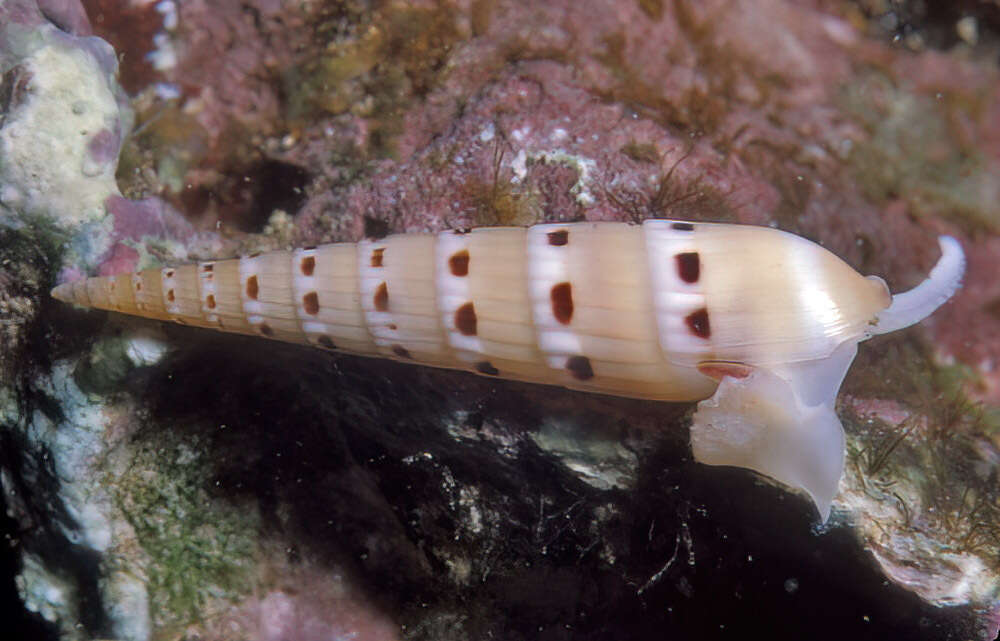 Image of Hastula strigilata (Linnaeus 1758)