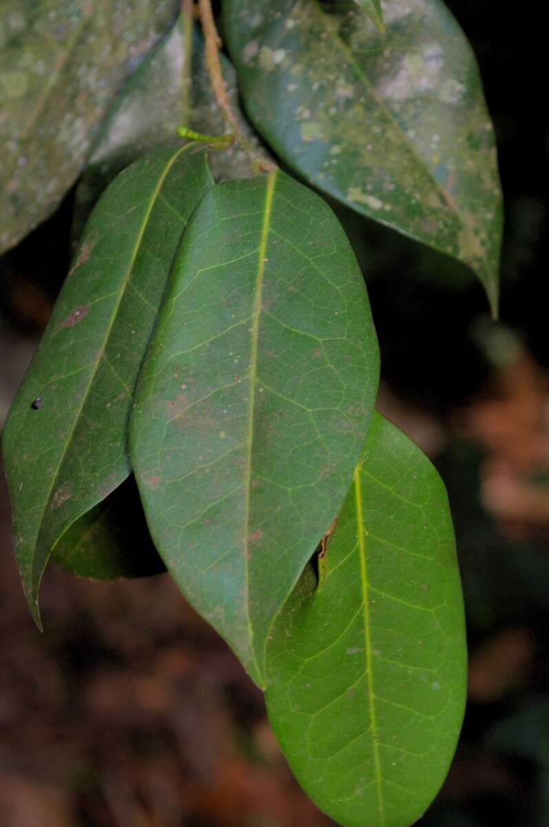 Image of Hubera korinti (Dunal) Chaowasku