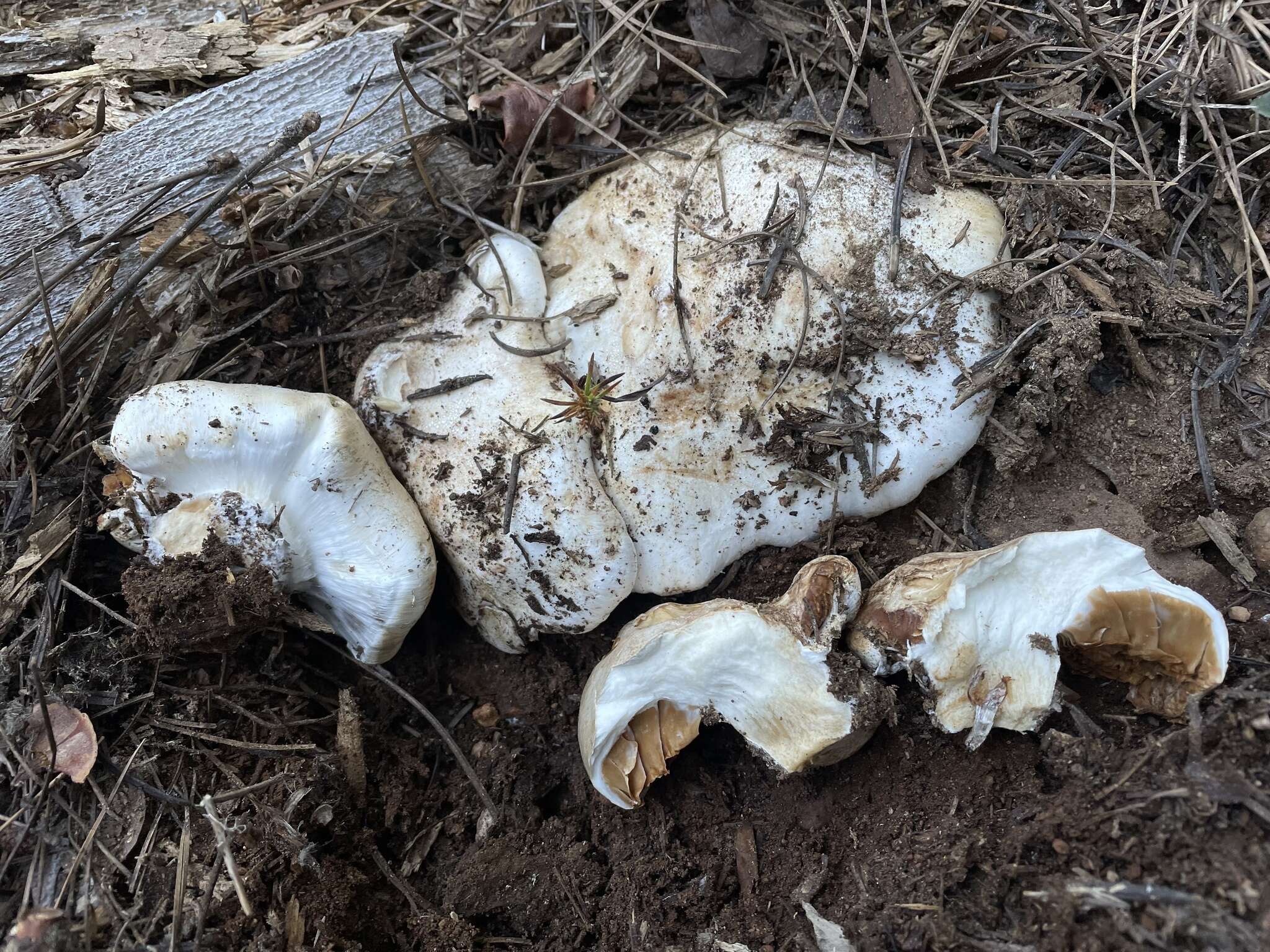 Слика од Cortinarius magnivelatus Dearn. ex Fogel 1995