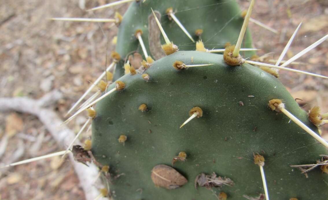 Image of Opuntia wilcoxii Britton & Rose