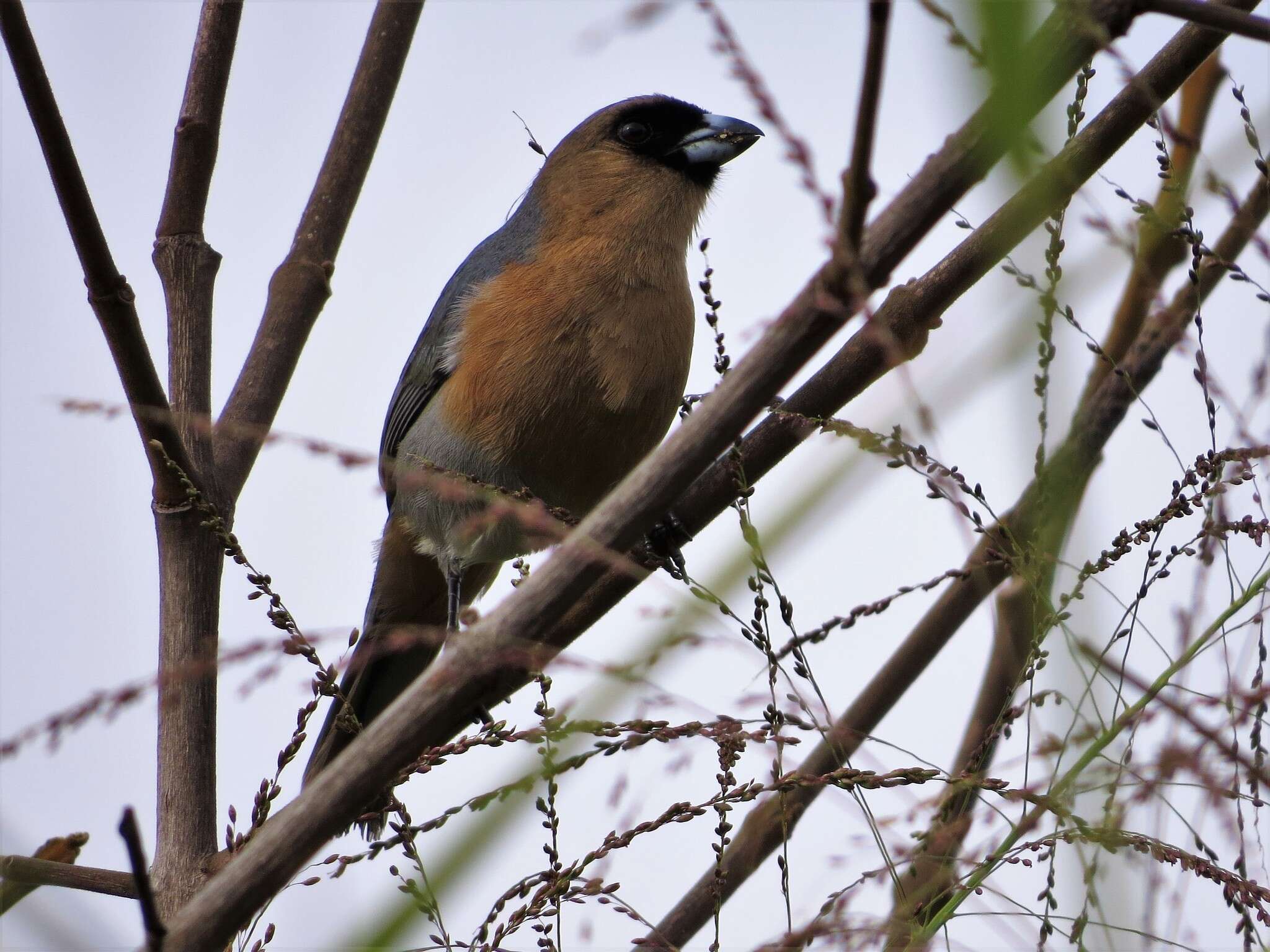 Image of Cinnamon Tanager