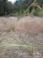 Plancia ëd Themeda avenacea (F. Muell.) T. Durand & B. D. Jacks.