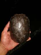 Image of Herrara’s Mud Turtle