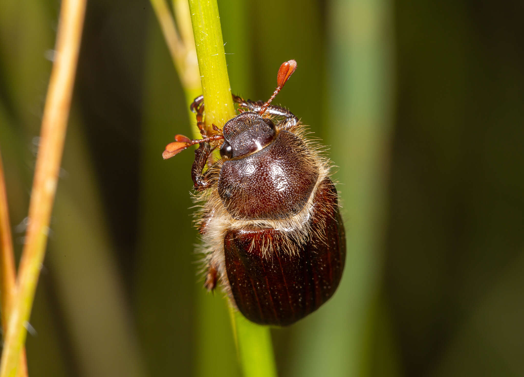 Sivun Amphimallon atrum (Herbst 1790) kuva