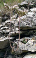 Sivun Petrosedum subulatum (C. A. Mey.) Afferni kuva