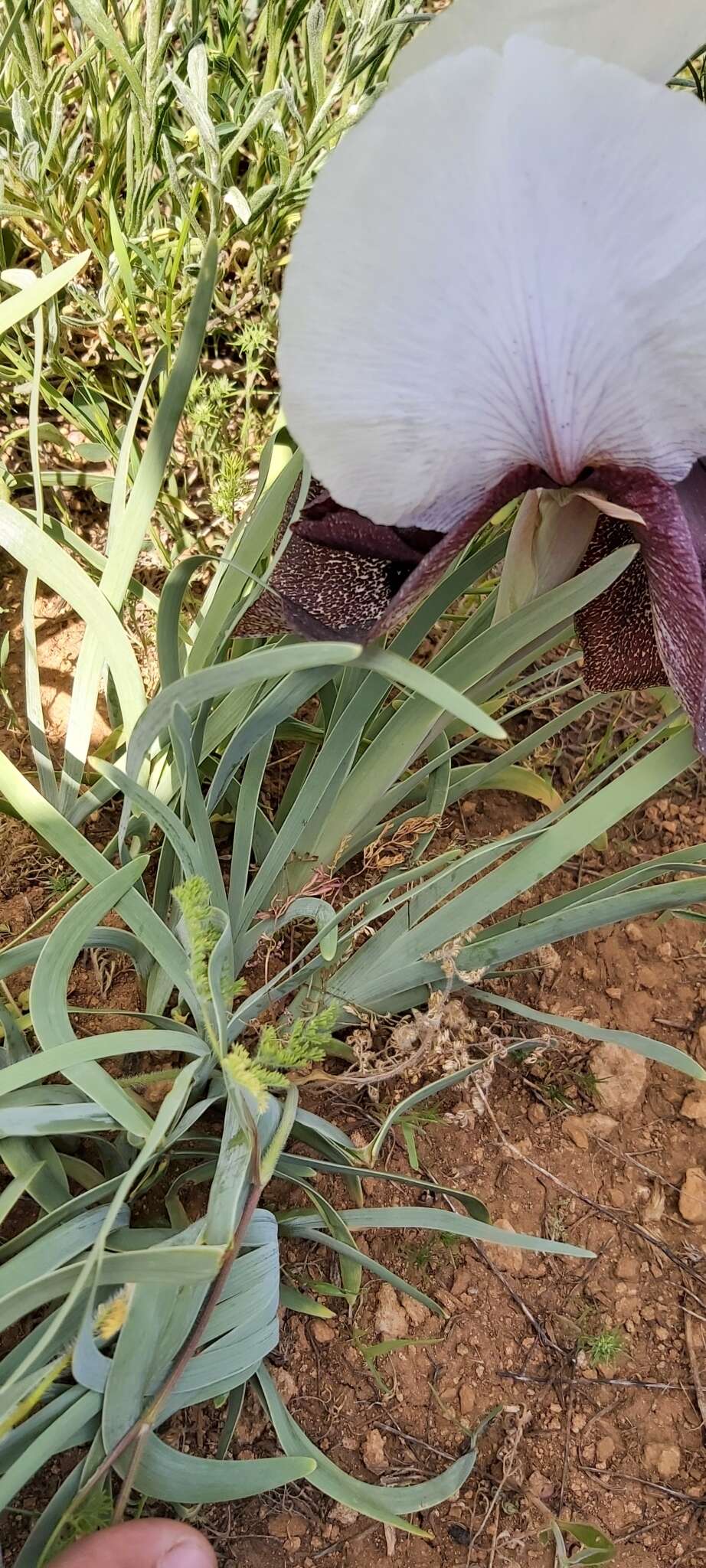 Image of Iris iberica Steven