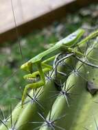 Image of Stagmatoptera supplicaria Burmeister 1838