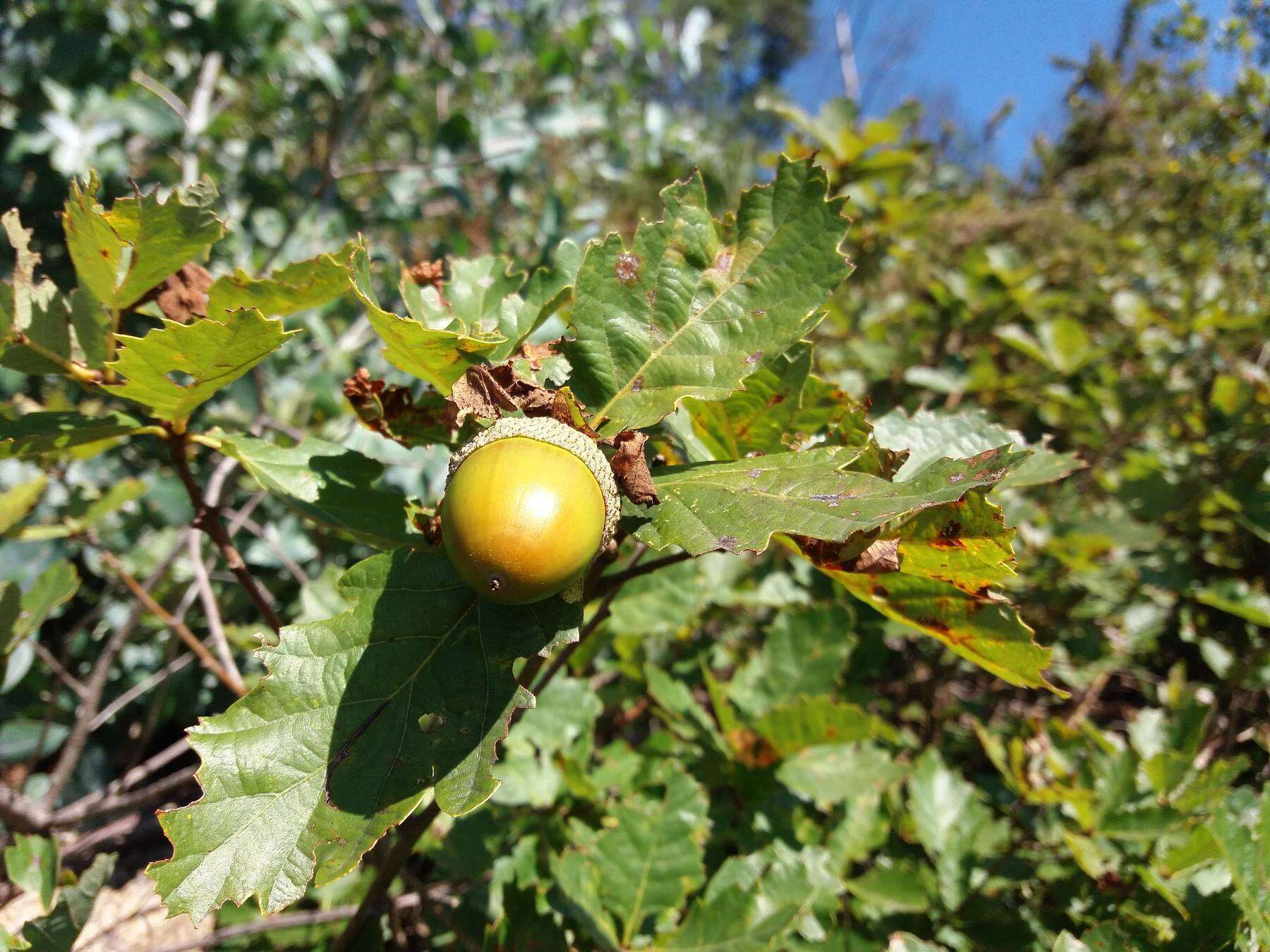 Image of Quercus lusitanica Lam.