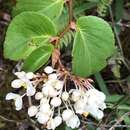 Image of Begonia meridensis A. DC.