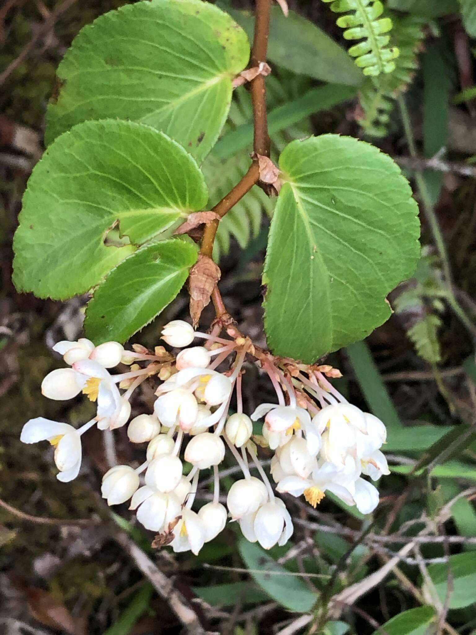 Слика од Begonia meridensis A. DC.