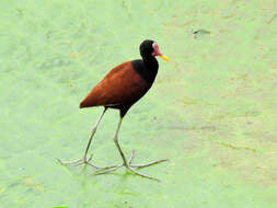 Sivun Jacana jacana jacana (Linnaeus 1766) kuva