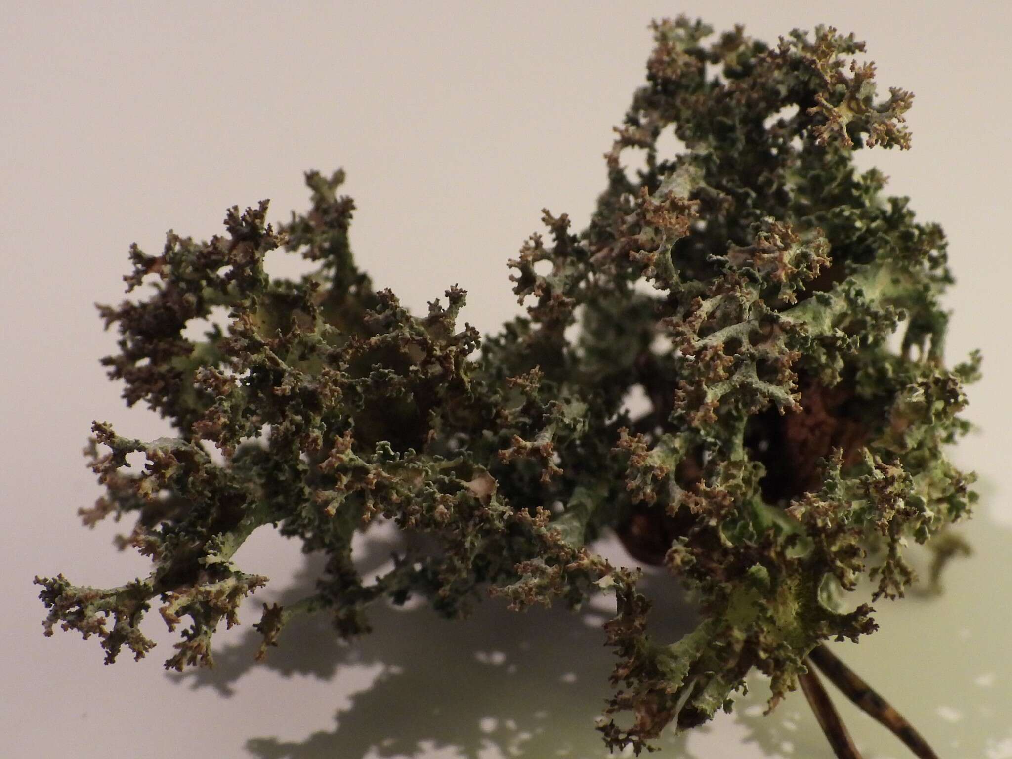 Cladonia crispata var. crispata (Ach.) Flot.的圖片