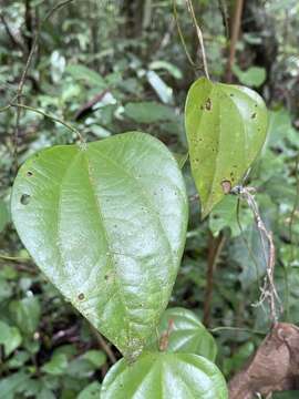 Image of Ungulipetalum filipendulum (Mart.) Moldenke