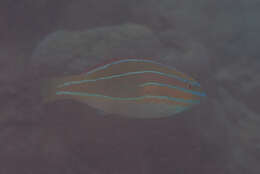 Image of Blue-ribbon wrasse