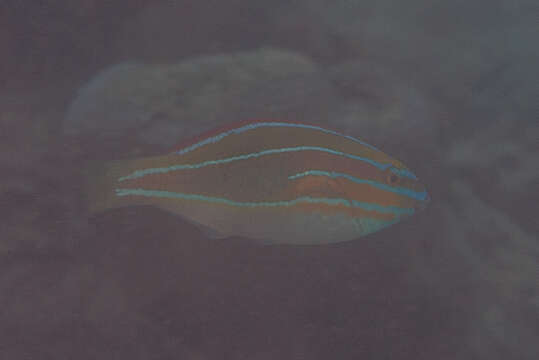 Image of Blue-ribbon wrasse